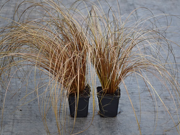 Turzyca włosista MILK CHOCOLATE - sadzonki w doniczkach P9