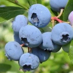 Borówka wysoka Brigitta