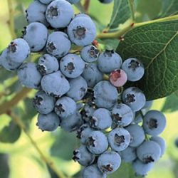 Borówka wysoka Elizabeth