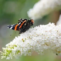 Budleja Davida WHITE PROFUSION - sadzonki