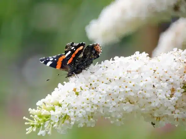 budleja-davida-white-profusion-sadzonki-3-cc Budleja Davida WHITE PROFUSION - sadzonki
