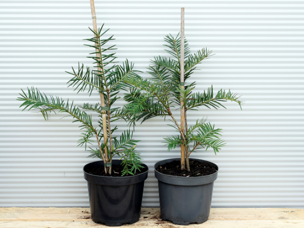 Czwórczak orzechowy - sadzonki w doniczkach C3