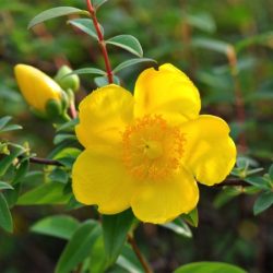 Dziurawiec HIDCOTE - sadzonki w doniczkach