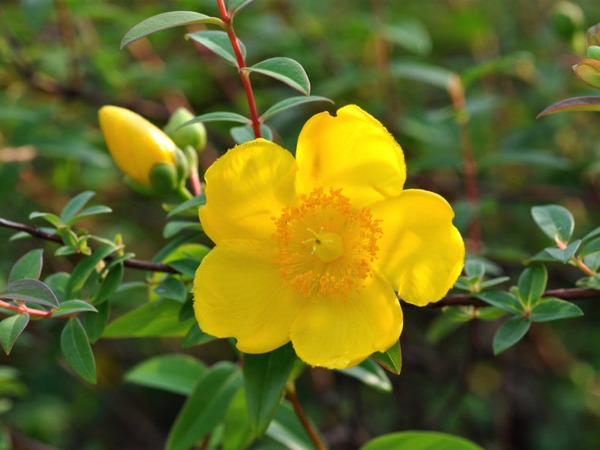 dziurawiec-hidcote-sadzonki-1-cc Dziurawiec HIDCOTE - sadzonki w doniczkach