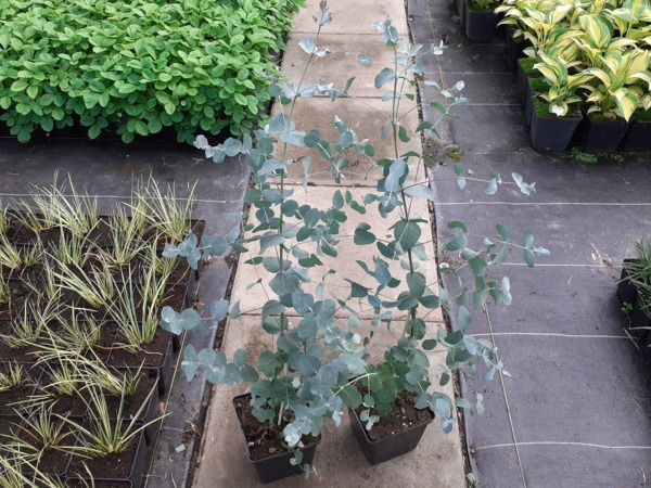 Eukaliptus gunni (górski) - sadzonki w doniczkach P11