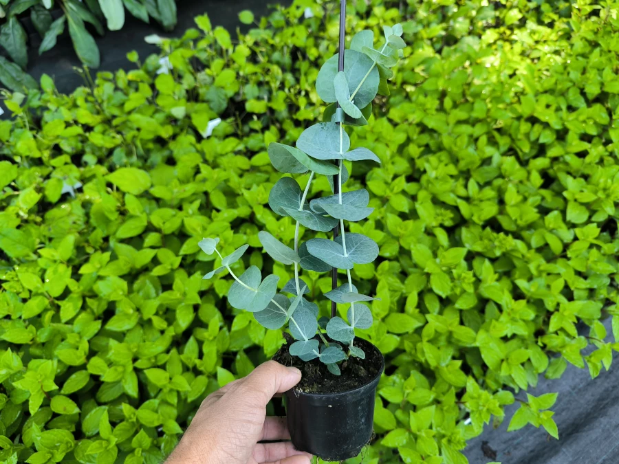 Eukaliptus górski (Gunni) - sadzonki w doniczkach P9