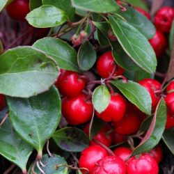 Golteria rozesłana Winter Pearls PBR RED BARON - sadzonki w doniczkach