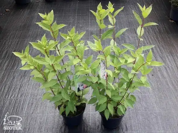 hortensja-bukietowa-grandiflora-sadzonki-w-doniczkach-c3 Hortensja bukietowa GRANDIFLORA - sadzonki w doniczkach C3