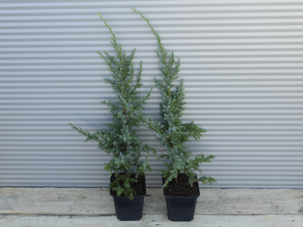 Jałowiec łuskowaty HOLGER - sadzonki w doniczkach P9