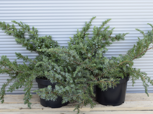 Jałowiec nadbrzeżny SCHLAGER - sadzonki w doniczkach C3