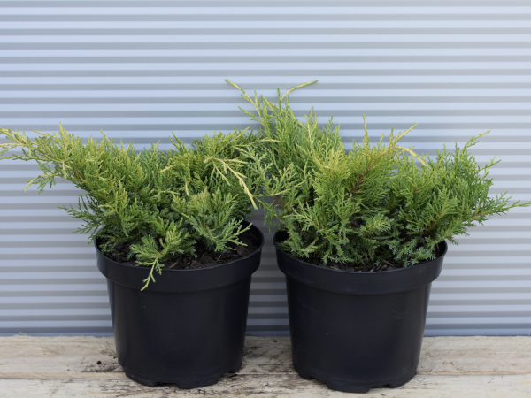 jalowiec-posredni-gold-star-c3 Jałowiec pośredni GOLD STAR - sadzonki w doniczkach C3