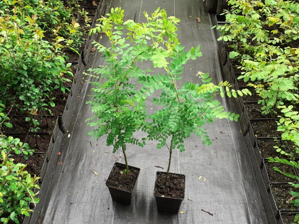 karagana-syberyjska-sadzonki-p11 Karagana syberyjska - sadzonki w doniczkach P11