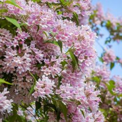 Kolkwicja chińska - sadzonki