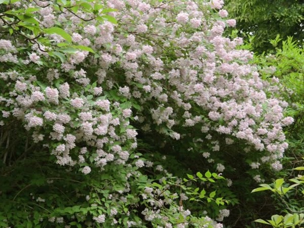 Kolkwicja chińska - sadzonki