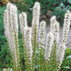 Liatra kłosowa ALBA - sadzonki w doniczkach