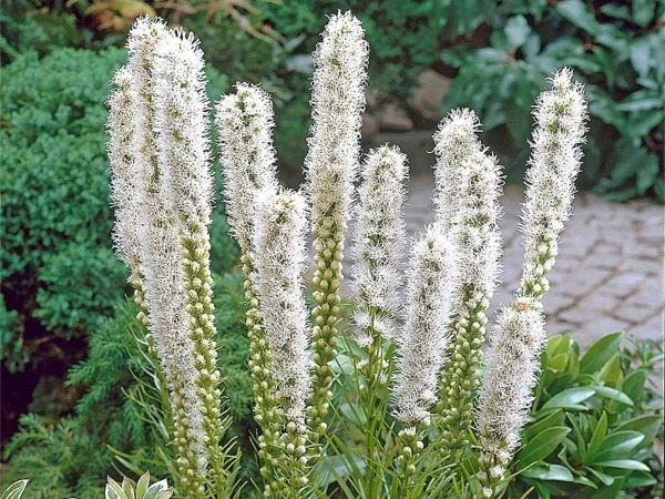 liatra-klosowa-alba-sadzonki-1 Liatra kłosowa ALBA - sadzonki w doniczkach