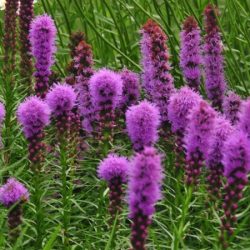 Liatra kłosowa KOBOLD - sadzonki w doniczkach