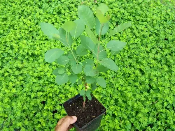 perukowiec-podolski-sadzonki-w-doniczkach-p11 Perukowiec podolski - sadzonki w doniczkach P11