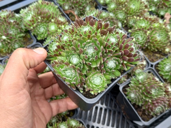 rojnik-pajeczynowaty-sadzonki-w-doniczkach-p9