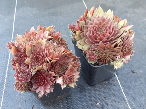 Rojnik ogrodowy (sempervivum) RUBIN - sadzonki w doniczkach P9