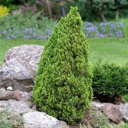 Świerk biały LAURIN - sadzonki w doniczkach