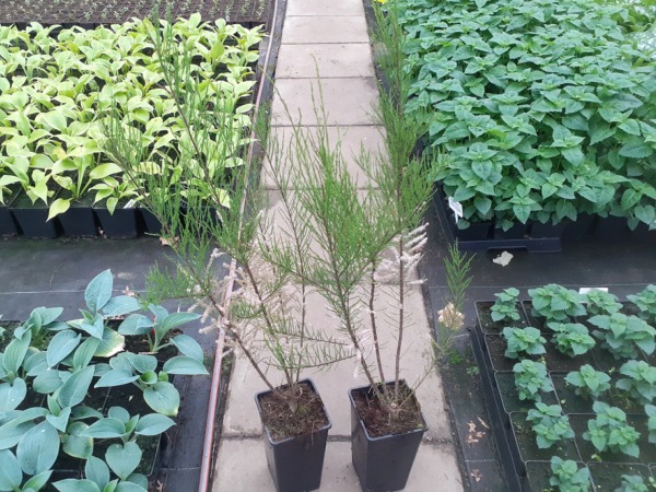 Tamaryszek drobnokwiatowy - sadzonki w doniczkach C2