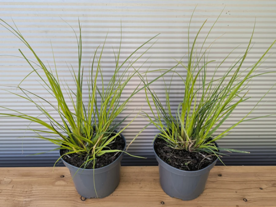 Trawa pampasowa PUMILA - sadzonki w doniczkach C3