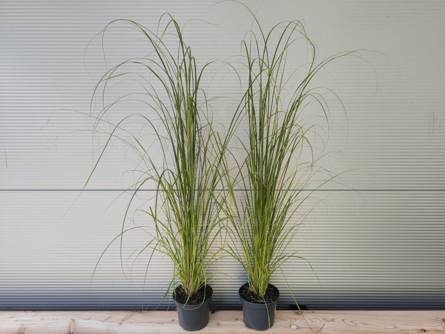 Trawa pampasowa ROSEA - sadzonki w doniczkach C3