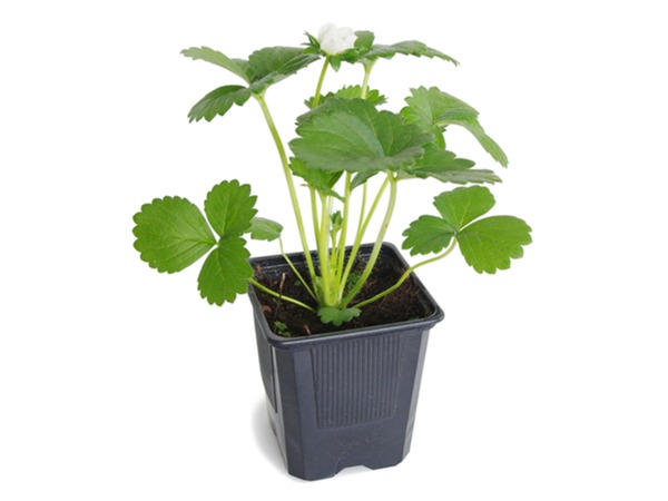 truskawka-honeoye-sadzonki-2-cc Truskawka HONEOYE - sadzonki w doniczkach P9