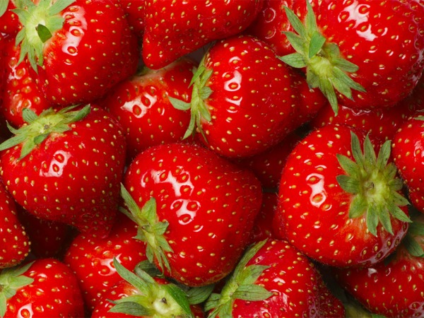 truskawka-honeoye-sadzonki-7-cc Truskawka HONEOYE - sadzonki w doniczkach