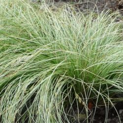 Turzyca włosista FROSTED CURLS - sadzonki w doniczkach