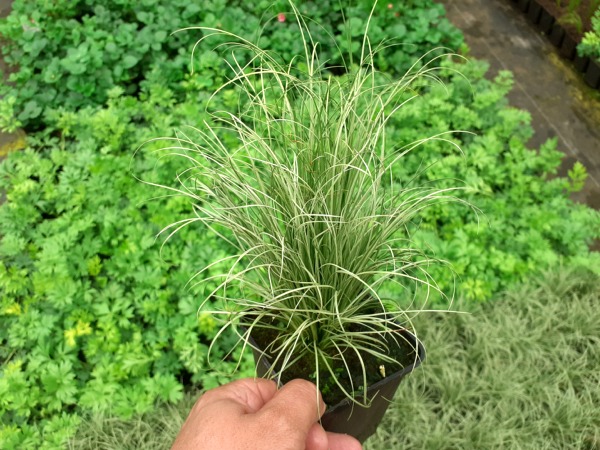 Turzyca włosista FROSTED CURLS - sadzonki w doniczkach P9