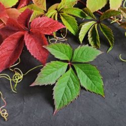 Winobluszcz pięciolistkowy - sadzonki w doniczkach