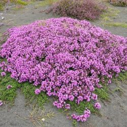 Macierzanka wczesna PYGMAEUS - sadzonki