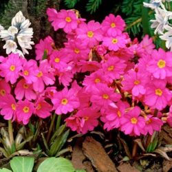 Pierwiosnek różowy GRANDIFLORA - sadzonki