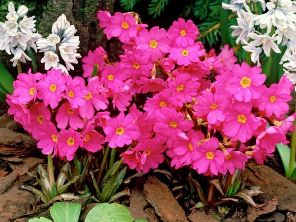 Pierwiosnek różowy GRANDIFLORA - sadzonki