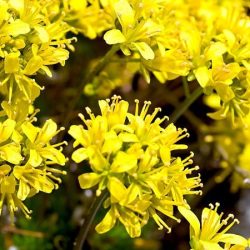 Głodek mrzygłód - sadzonki