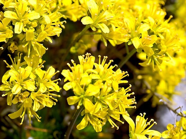 Głodek mrzygłód - sadzonki