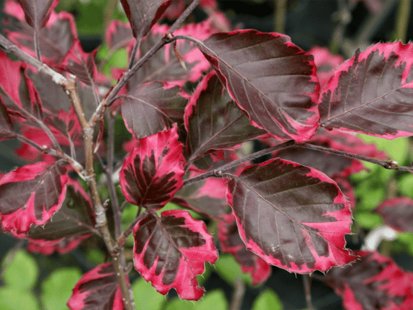 Buk pospolity TRICOLOR - sadzonki