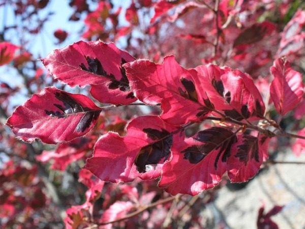 Buk pospolity TRICOLOR - sadzonki