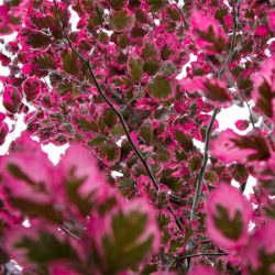 Buk pospolity TRICOLOR - sadzonki