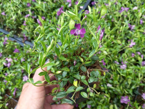 Barwinek pospolity ATROPURPUREA - sadzonki w doniczkach P9