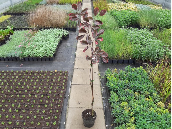 Buk pospolity TRICOLOR - sadzonki w doniczkach C3