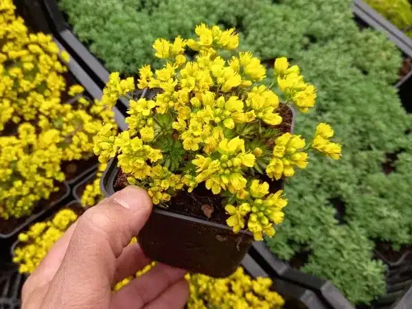 Głodek mrzygłód - Draba aizoides - sadzonki w doniczkach P9