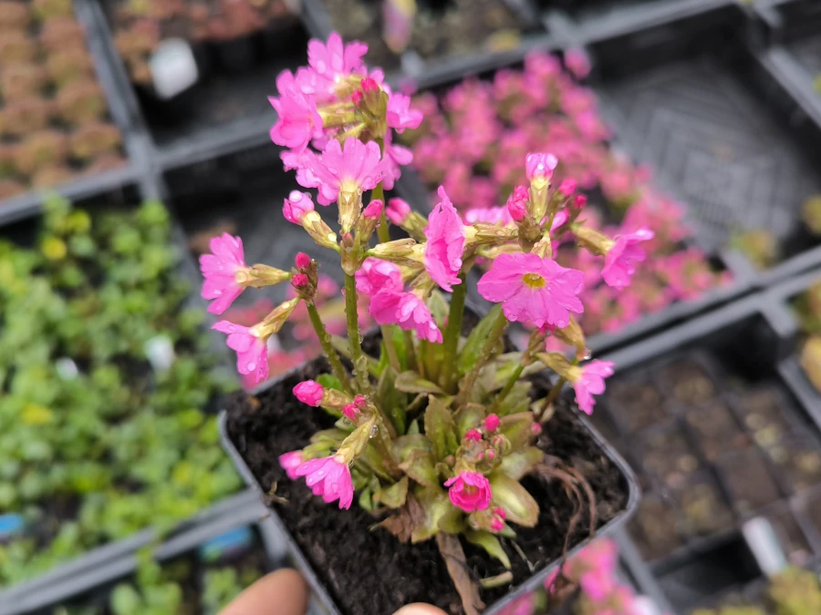 Pierwiosnek różowy GRANDIFLORA - sadzonki w doniczkach P9