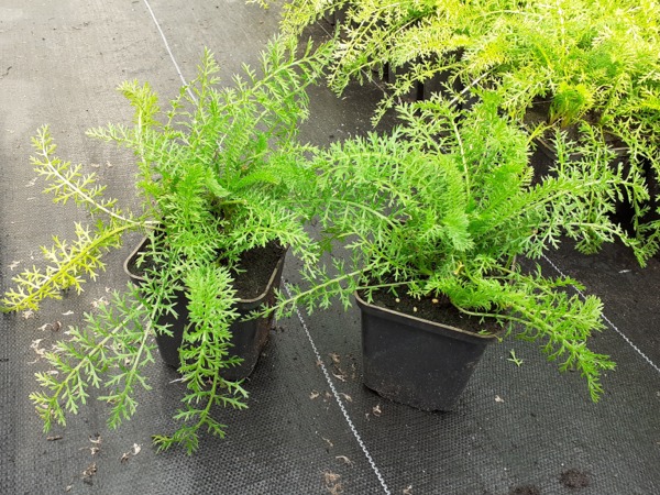 Krwawnik pospolity RED VELVET - sadzonki w doniczkach P9