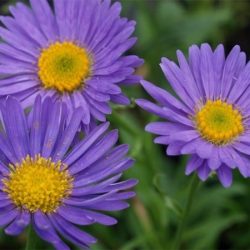 Aster alpejski VIOLET - sadzonki