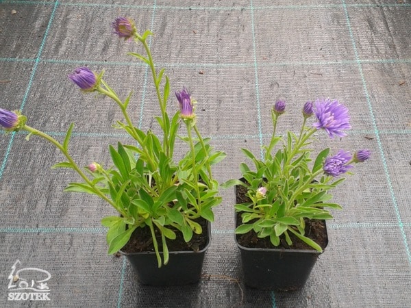 Aster alpejski VIOLET - sadzonki P9