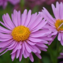 Aster alpejski HAPPY END - sadzonki