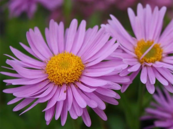 Aster alpejski HAPPY END - sadzonki